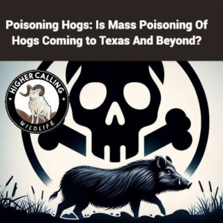 Poisoning Hogs: In-Depth Interview On New Hog Toxicants