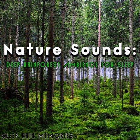 Forest Ambience With Birds | Boomplay Music