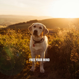 Free Your Mind