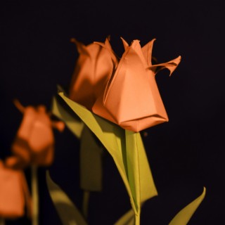 Tulips lyrics | Boomplay Music