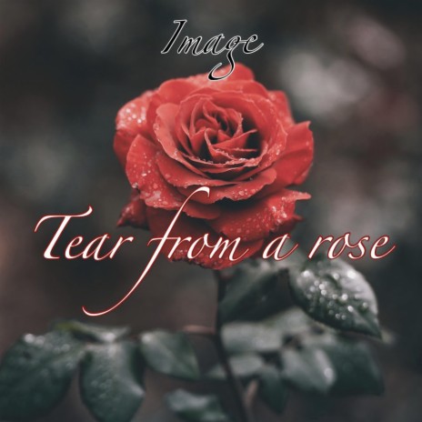 Tear From A Rose