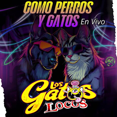 Como Perros y Gatos (En vivo) | Boomplay Music