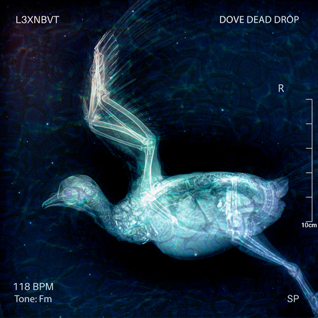 Dove Dead Drop | Boomplay Music