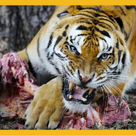 Tiger Eat