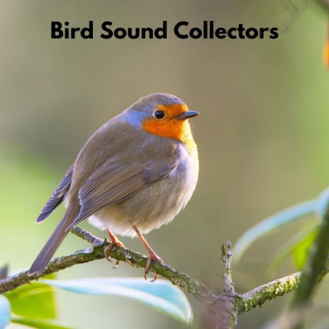 Chilling Birds ft. Sons de la nature & Nordic Wilderness | Boomplay Music