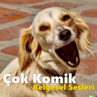 Çok Komik Belgesel Sesleri