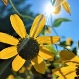 SUNFLOWER SERENADE