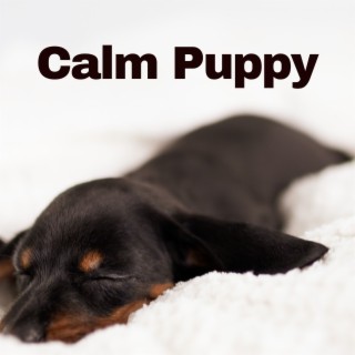 Calming Music For Dogs