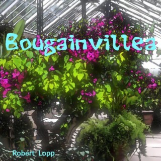 Bougainvillea