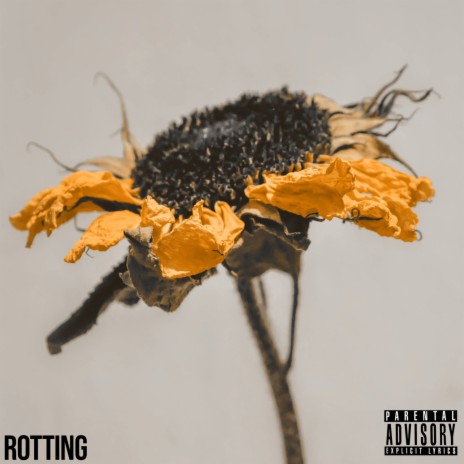 Rotting | Boomplay Music