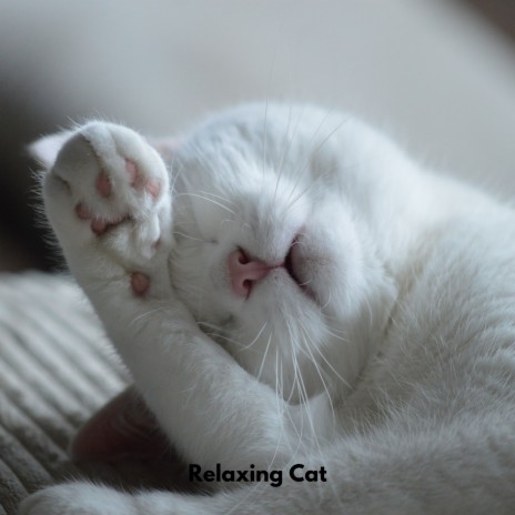 Gentle Paws Melodies ft. Soothing Cat Music & Sleepy Cats | Boomplay Music