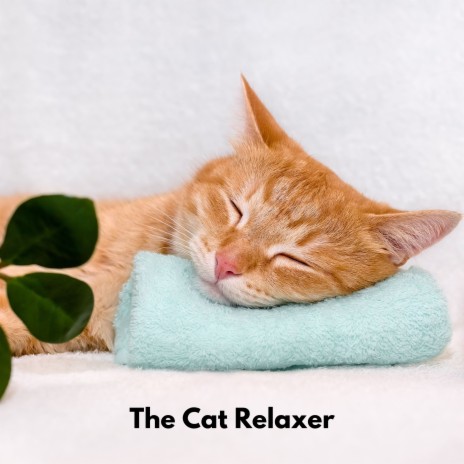 Cat Chillout ft. Music For Cats & Cat Music | Boomplay Music