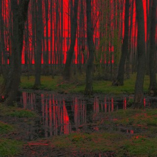 Red Forest