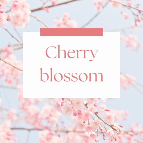 Cherry blossom