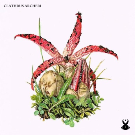 Clathrus Archeri | Boomplay Music