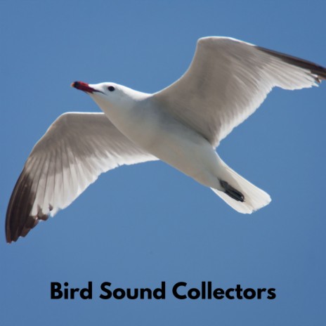 Bird Singing ft. Sons de la nature & Nordic Wilderness | Boomplay Music