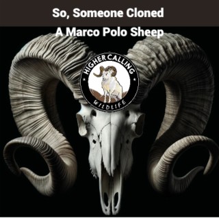 So, Someone Cloned A Marco Polo Sheep