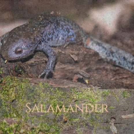Salamander By Clive Button Boomplay Music