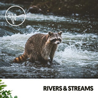 Rivers & Streams: Melodies of Flowing Water