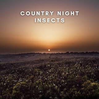 Country Night Insects