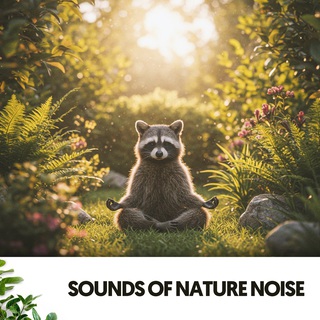 Sounds of Nature Noise: The power of Rain