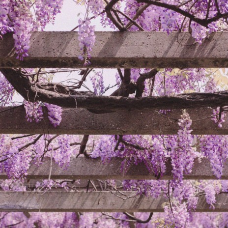 Cherry Blossoms ft. Peak Twilight | Boomplay Music