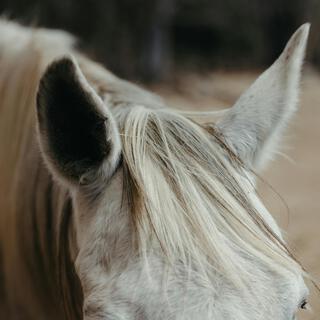 White Horse