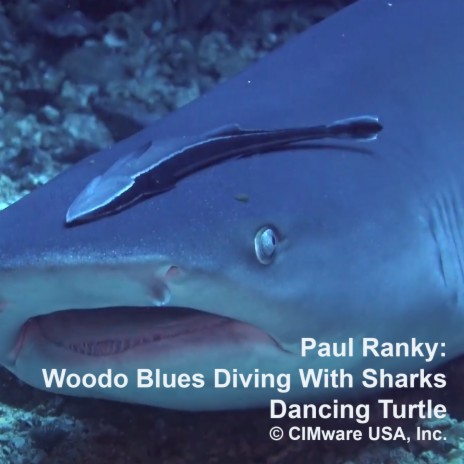 Voodoo Blues Diving With Sharks ft. Paul Ranky | Boomplay Music