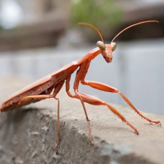 Praying Mantis