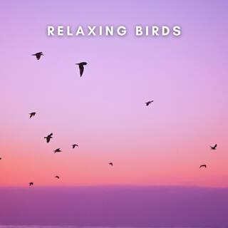 Relaxing Birds