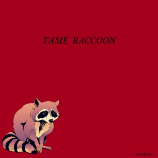 Tame Raccoon