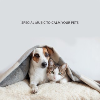 Special Music to Calm Your Pets