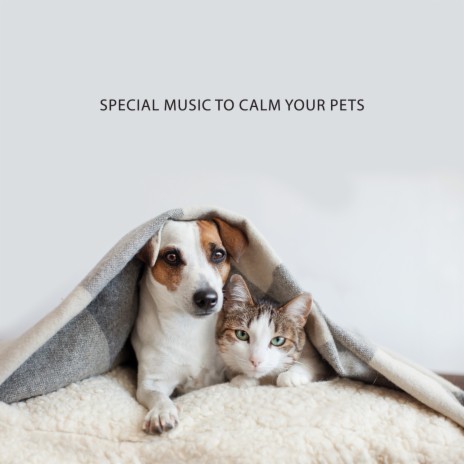Soft Music For Dogs