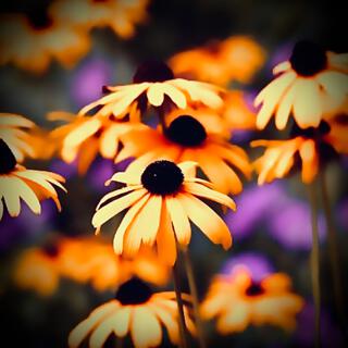 Black Eyed Susans