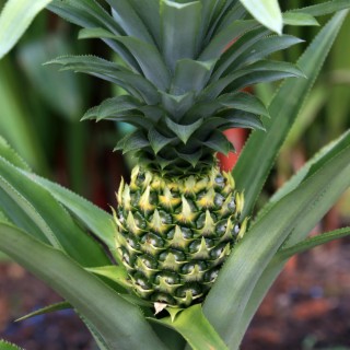 My Pineapple