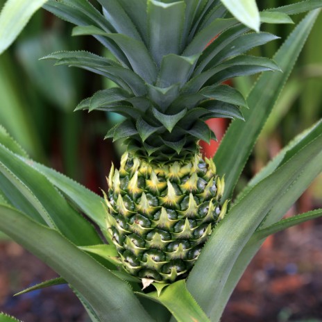 My Pineapple four