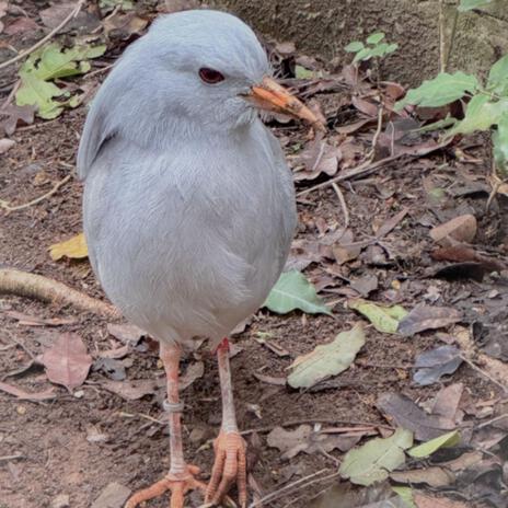 ran out of bird seed | Boomplay Music