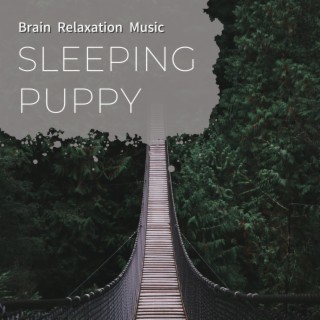 Brain Relaxation Music