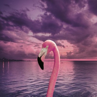 The Flamingo (Instrumental)