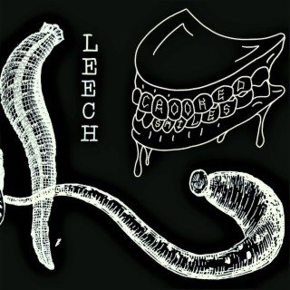 Leech