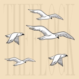 Seagulls in Anglesea