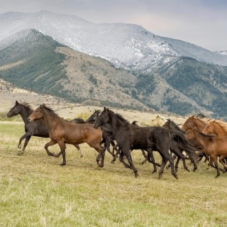 Wild Horses