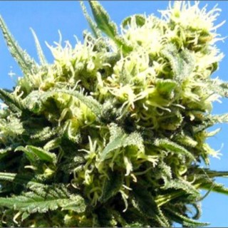 Cannabis Indica