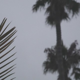night palms sway