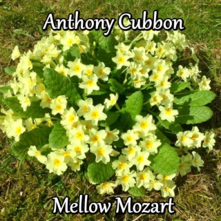 Mellow Mozart