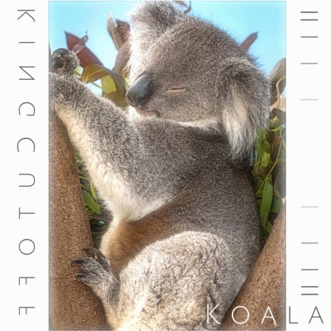 Koala | Boomplay Music