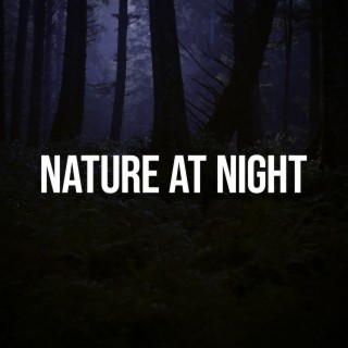 Nature at Night