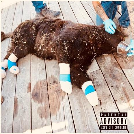 Check On The Bear | Boomplay Music