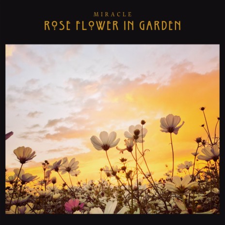 Rose flower in garden | Boomplay Music