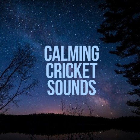 Crickets in the Rain at Night ft. Nature on Record | Boomplay Music